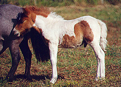 pursang.jpg (60497 octets)